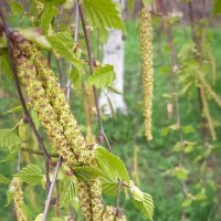 Про апрель :: Наталья Герасимова Про апрель :: Наталья Герасимова