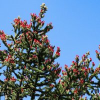 Весеннее украшение ели. :: Милешкин Владимир Алексеевич Весеннее украшение ели. :: Милешкин Владимир Алексеевич