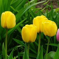 Городские цветы :: Милешкин Владимир Алексеевич Городские цветы :: Милешкин Владимир Алексеевич