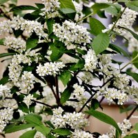 Ах черёмуха белая, сколько бед ты наделала..... :: Восковых Анна Васильевна Ах черёмуха белая, сколько бед ты наделала..... :: Восковых Анна Васильевна