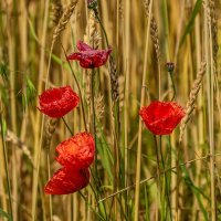 Мак :: Игорь Сикорский Мак :: Игорь Сикорский