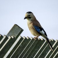 Сойка. :: Alexander Amromin