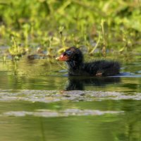 Камышница малыш. :: Alexander Amromin