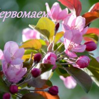 С праздником Весны и Труда! :: Татьяна Лютаева