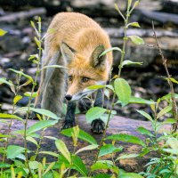 Пришла в гости :: Александр Силинский