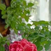 С Праздником Весны и Труда! :: Alisia La DEMA