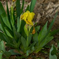 Ирис :: Анатолий Чикчирный Ирис :: Анатолий Чикчирный