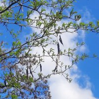 Гледичия трехколючковая - американская акация-медонос :: Сеня Белгородский