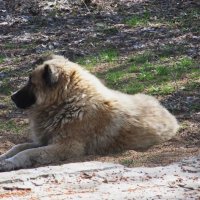 дворняга :: Елена Шаламова