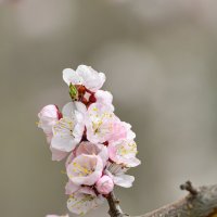 Из серии, весенние цветы ... :: Maxxx©  