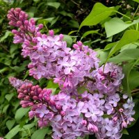 С ПЕРВОМАЕМ! :: Елена Семигина С ПЕРВОМАЕМ! :: Елена Семигина