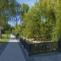 Берёзка на набережной  Салгира :: Валентин Семчишин