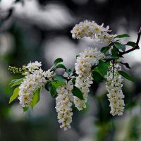 Цветение... :: Николай Саржанов