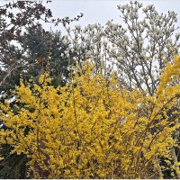 Форзиция и магнолия. :: Валерия Комова