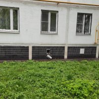Гуляющая часть кота :: Игорь Ч.