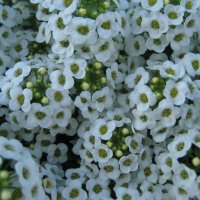 Алиссум :: Anna Ivanova Алиссум :: Anna Ivanova