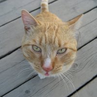 Дворовый кот :: Anna Ivanova