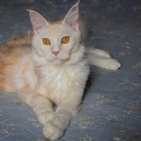 Эльза. :: Борис Калитенко