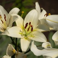 Лилия :: Сергей Михайлов Лилия :: Сергей Михайлов