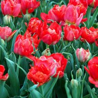 они на радость нам даны :: Олег Лукьянов они на радость нам даны :: Олег Лукьянов