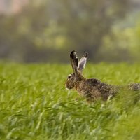 *** :: Валерий Черняк
