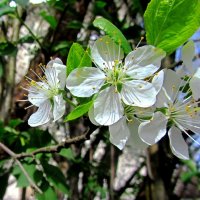 Сдива цветет :: Сергей Карачин Сдива цветет :: Сергей Карачин