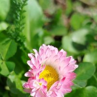 Маргаритка :: светлана льдокова