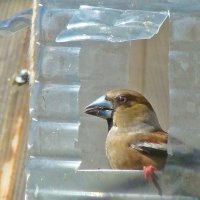 первомайский дубонос :: gawrilа - dan