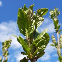 Пришел зеленый май :: Наталья Герасимова