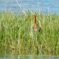 большой веретенник :: gawrilа - dan