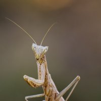 Богомол.(Ameles). :: Александр Григорьев