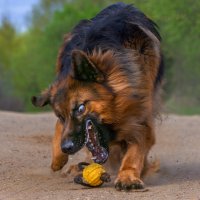 про колобка :: игорь 