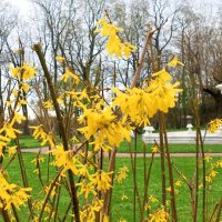 Форзиция :: Сапсан 