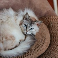 Домашняя кошка. :: Елена 
