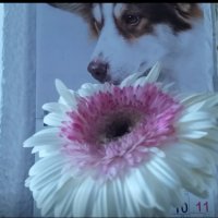 111 (66) :: СТРЕН 