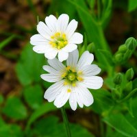 Лесные звездчатки :: Милешкин Владимир Алексеевич 