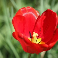 Аленький цветочек. :: Восковых Анна Васильевна Аленький цветочек. :: Восковых Анна Васильевна