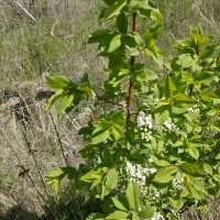 Весна :: Андрей Хлопонин