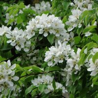 Цветет Груша :: Рита Симонова