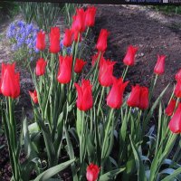 Красота :: Людмила Смородинская