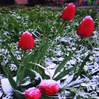 Бедные тюльпаны :: Людмила Смородинская Бедные тюльпаны :: Людмила Смородинская