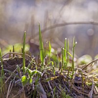 Солнечные обнимашки :: Lyubov Busova
