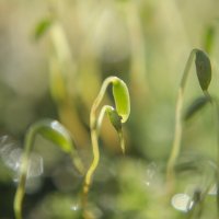 Пробуждение природы :: Lyubov Busova