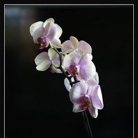 ОРХИДЕЯ :: Владимир Кроливец ОРХИДЕЯ :: Владимир Кроливец