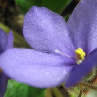 Фиалка :: Елена Семигина