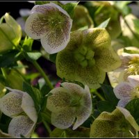 Морозник... :: Aleksandr Gal