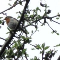 Заряночка :: Дмитрий Никитин