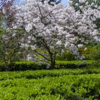 В ботаническом саду  Н В Багрова :: Валентин Семчишин