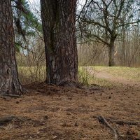 В лесу :: Александр Синдерёв