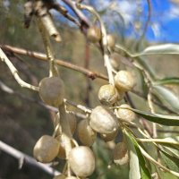 дикая маслина :: ИРЭН@ . дикая маслина :: ИРЭН@ .